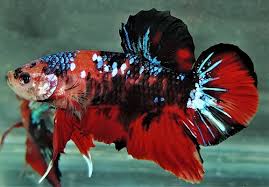 All betta fish are shipped from houston, texas to your shipping address with live arrival guarantee. Live Giant Fancy Choctaw Galaxy Koi Halfmoon Plakat Male Betta Fish Brandis Bettas