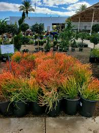 Image result for Euphorbia tirucalli