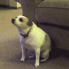 19 Dog Meme Dancing Info Internet Meme Database