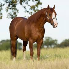 What Is The Most Popular Horse Breed For Reining North Central Reining Horse Association Stylin Cat At Perfect Horse Auctions Horses Stallion Horses Different Horse Breeds
