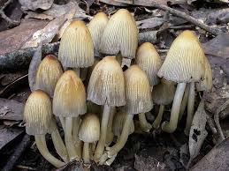 Image result for Coprinus micaceus