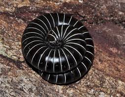 Black And Yellow Millipede Florida Black And White Banded Millipede Rolled Up Millipede Weird Insects Bugs And Insects