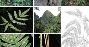 Image result for Pteris preussii