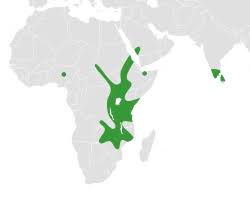 Image result for Wajira grahamiana