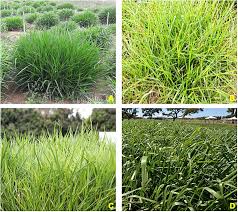 Image result for Urochloa dictyoneura