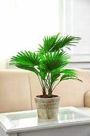 Wohnzimmer pflanzen reizend wohnzimmer palme ideen worauf sie. Eine Schonheit Fur Ihr Wohnzimmer Die Schirm Palme Ebay