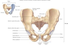Molly smith dipcnm, mbant • reviewer: Human Anatomy Chapter 8 Part 2 Lower Extremities Flashcards Quizlet