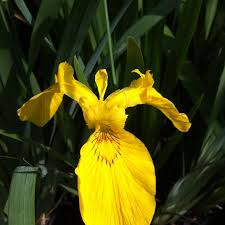 Image result for Iris pseudacorus