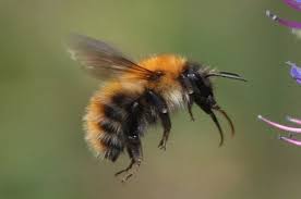 Bombus Pascuorum Shmel Bee Honey Bee Insects