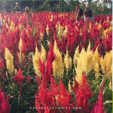 Overrated Friday On My Radar Celosia Flower Farm Celosia Flower Flower Farm Flowers