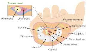 Wrist Joint Concise Medical Knowledge What is anatomical snuff box? wrist joint concise medical knowledge