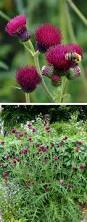 Image result for Cirsium