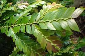 Image result for Anisophylleaceae