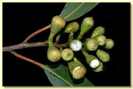 Image result for Eucalyptus citriodora