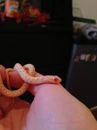 My Lovely Little Albino Checkered Garter Snake He S Wonderful Snake Reptiles And Amphibians Albino