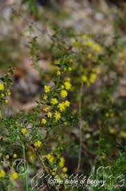 Image result for Fuirena leptostachya