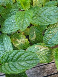 White Trails Mint Plant How To Id The Bug Disease Natural Predator Solutions Horticulture
