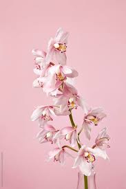 Check spelling or type a new query. The Branch Of Beautiful Blossoming Orchids Flowers In A Glass Vase On A Pastel Pink Background By Yaroslav Danylchenko