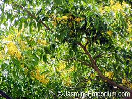 Image result for Pterocarpus