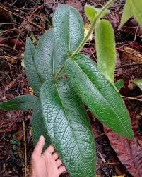 Image result for Monimiaceae