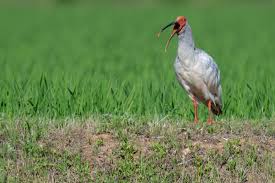 朱鷺 の 鳴き声