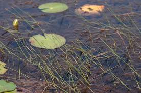 Image result for Eleocharis setifolia