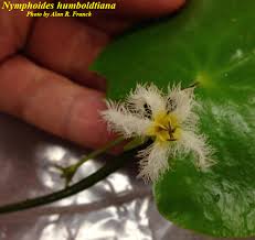 Image result for Nymphoides forbesiana