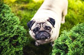 Enpati Adli Kullanicinin Kopek Panosundaki Pin Kopek Turleri Pug Pug Kopekler