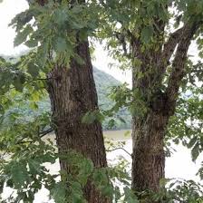 It can accept the harshest of urban sites, especially those with high ph. Chinquapin Oak Quercus Muehlenbergii Bplant Org