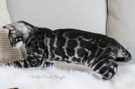 The most common coat colors of the bengal cat breed are brown, silver and snow. Charcoal Bengal Cats Kittens For Sale Wild Sweet Bengals
