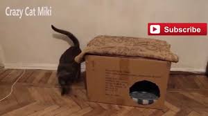 как сделать домик для кошки своими руками из коробки Kak Sdelat Domik Dlya Koshki Dom Dlya Kota Crazy Cats Cute Animals Miki