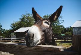 Engaging Mule At The Heritage Farmstead Museum In North Texas In Plano A Northern Suburb Of Dallas Texas Original Image From Pets Animals Work With Animals