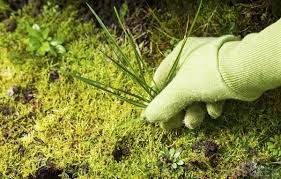 Typically, these tools feature a claw or plunger you can drive deep into the ground, under the roots, to remove the plant. 8 Killer Ways About How To Get Rid Of Crabgrass Garden Mandy