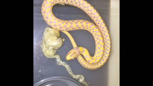 Checkered garter snake description : Albino Checkered Garter Snake For Sale Buy At Big Apple Pet With Same Day Shipping Youtube
