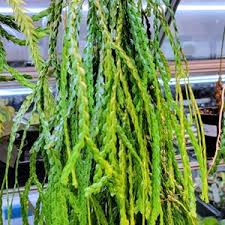 Image result for Huperzia bampsiana