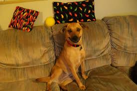 We did not find results for: Comment Eradiquer Les Puces De La Maison