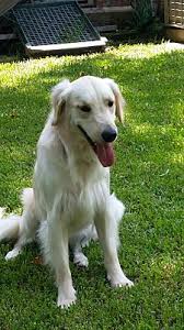 Ladson Sc Golden Retriever Meet Lindi A Pet For Adoption