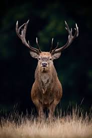 Lost In The World Foto Niedlichezeichnung Lost In The World Foto Majestatische Tiere Natur Tiere Wilde Tiere