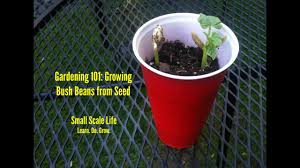Sep 06, 2019 · the 2 basic green bean varieties are bush beans and pole beans. Gardening 101 Growing Bush Beans From Seed Youtube