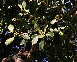 Image result for Ficus obliqua