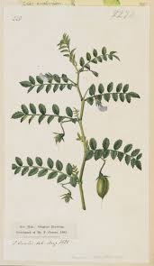 Image result for Cicer arietinum