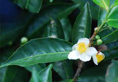 Camellia Sinensis Tea Plant Assam Tea Tea Tree Camellia Pfaf Plant Database