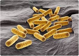 4 records from this provider: E Coli As A Model Organism