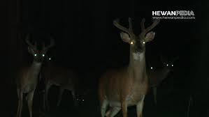 Kode mimpi melihat sapi melahirkan. 22 Arti Mimpi Bertemu Kijang Menurut Primbon Jawa Hewanpedia