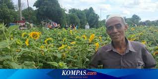 More songs by jkt48 →. Cerita Masyari Tak Sengaja Membuat Kebun Bunga Matahari Jadi Obyek Wisata