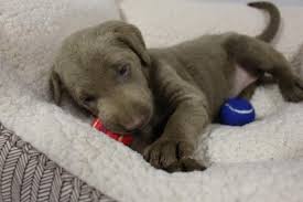 Silver & charcoal labrador puppies…. Silver Lab Puppies Pets And Animals For Sale Tennessee