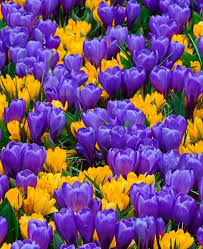 Purple and yellow mixed together makes. Crocus Barcelona Mix Crocus Bulbs Crocus Flower Bulb Flowers