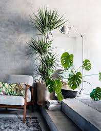 Love The Must Have Plants Of Home Decor Indoor Pflanzen Dekor Zimmerpflanzen Pflanzen Fur Innen