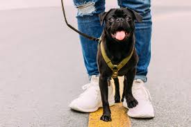 Over the time it has been ranked as high as 615 899 in the world, while most of its traffic comes from usa, where it reached as high as 171 318. 8 Things You Didn T Know About Cbd Oil For Dogs Bend Pet Express