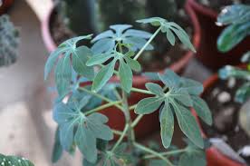 Image result for Adenia glauca